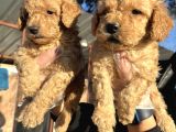 Toy Poodle Mükemmel bebekler