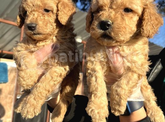 Toy Poodle Mükemmel Bebekler