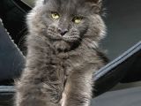Mainecoon Blue “Male “