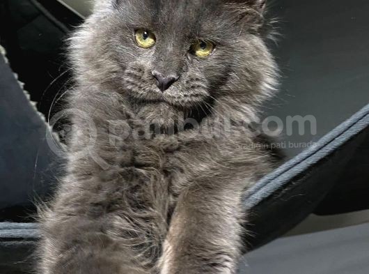 Mainecoon Blue “Male “ görsel