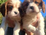 Mükemmel Irk Cavalier King Charles yavrular