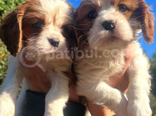 Mükemmel Irk Cavalier King Charles Yavrular