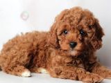 Red Toy Poodle Yavrulari