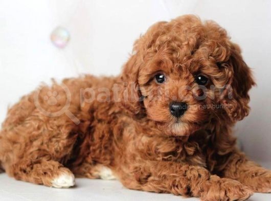 Red Toy Poodle Yavrulari görsel