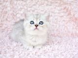 En Güzel Silver British Shorthair
