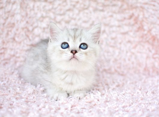 En Güzel Silver British Shorthair görsel