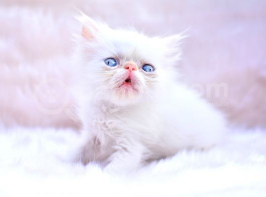 Türünün En Güzeli̇ İran Persian görsel