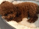 Toy Poodle Orjinal Redbrown Kızıl Safkan Her Bütçeye Uygun