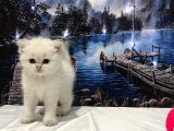 Full Scr British Shorthair Ay 1133 Golden Baby Dişi