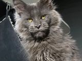 Mainecoon Blue “Male “