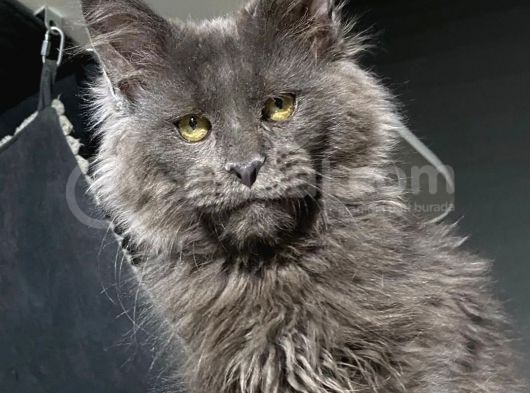 Mainecoon Blue “Male “ görsel