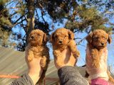 Mükemmel Güzellikte Poodle Toy Yavrular