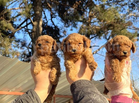 Mükemmel Güzellikte Poodle Toy Yavrular görsel