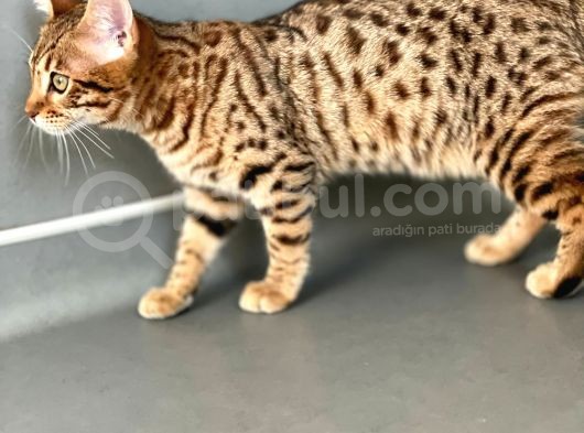Savannah F6 “Male “ görsel