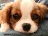 Cavalier king charles spaniel kahve beyaz orjinal garantili