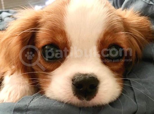 Cavalier King Charles Spaniel Kahve Beyaz Orjinal Garantili