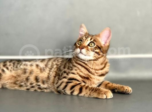 Savannah F6 “Male “ görsel