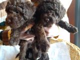 Yeşi̇l Gözlü Red Brown Toy Poodle Yavru
