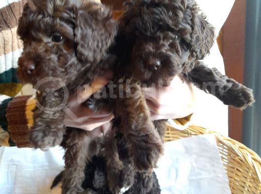 Yeşi̇l Gözlü Red Brown Toy Poodle Yavru görsel
