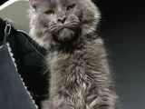 Mainecoon Blue “Male “