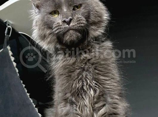 Mainecoon Blue “Male “ görsel