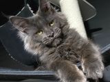 Mainecoon blue “Male “