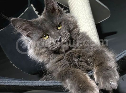 Mainecoon Blue “Male “