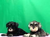 Tek Resmî Üreti̇ci̇den Mi̇nyatür Schnauzer Yavrular