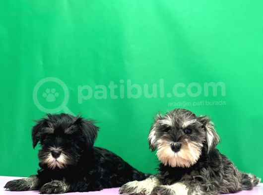 Tek Resmî Üreti̇ci̇den Mi̇nyatür Schnauzer Yavrular görsel