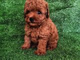 A Kali̇te Poodle Yavrulari
