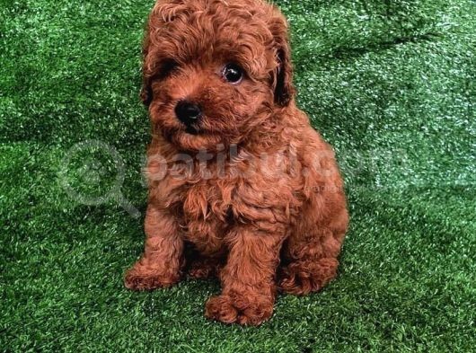 A Kali̇te Poodle Yavrulari görsel