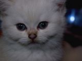 Full Scr British Shorthair Ay 1133 Golden Baby Dişi