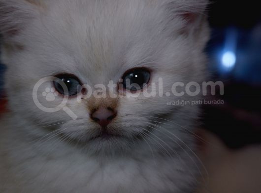 Full Scr British Shorthair Ay 1133 Golden Baby Dişi görsel