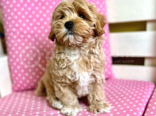 Kg Garanti̇li̇ Malti̇poo Yavrulari görsel