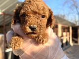 Mükemmel Güzellikte Poodle Toy Yavrular