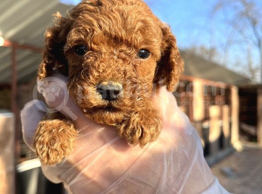 Mükemmel Güzellikte Poodle Toy Yavrular görsel