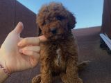 Muhteşem A Kalite Poodle Bebekler