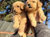 Toy Poodle Mükemmel Bebekler