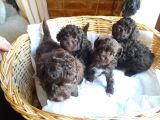 Yeşi̇l Gözlü Red Brown Toy Poodle Yavru