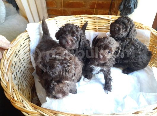 Yeşi̇l Gözlü Red Brown Toy Poodle Yavru