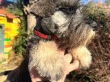3 Aylık Erkek Schnauzer Bebek
