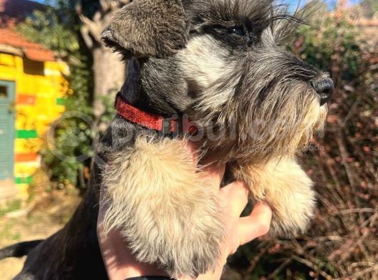 3 Aylık Erkek Schnauzer Bebek görsel
