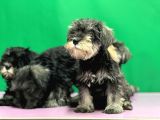 Tek Resmî Üreti̇ci̇den Mi̇nyatür Schnauzer Yavrular
