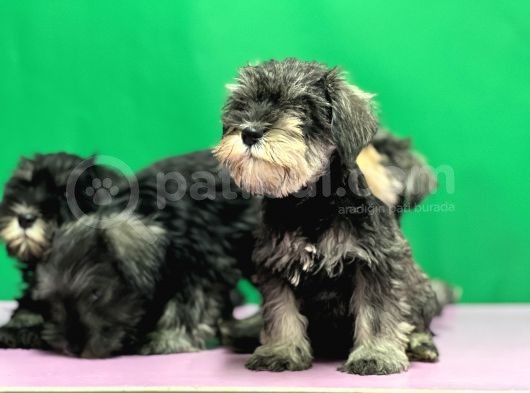 Tek Resmî Üreti̇ci̇den Mi̇nyatür Schnauzer Yavrular görsel