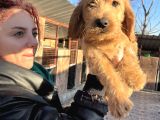 Mükemmel Labradoodle Yavrularımız