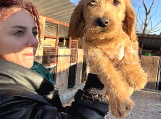 Mükemmel Labradoodle Yavrularımız görsel