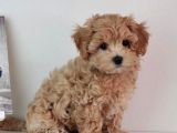 KALİTELİ MALTİPOO YAVRULARI