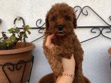 Muhteşem A Kalite Poodle Bebekler