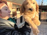 Mükemmel Labradoodle Yavrularımız
