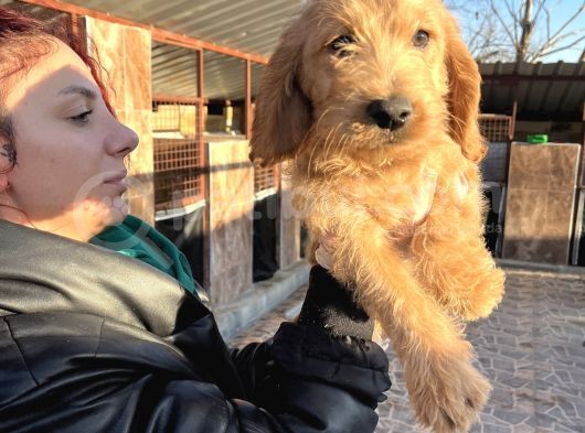 Mükemmel Labradoodle Yavrularımız görsel